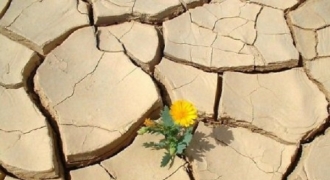 Edison Schools